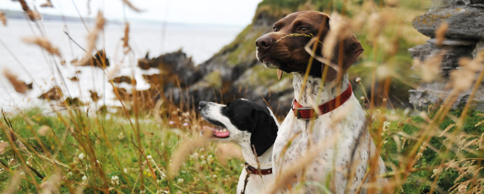 Two hunting dogs with red collars sitting in tall grass near rocky coastline