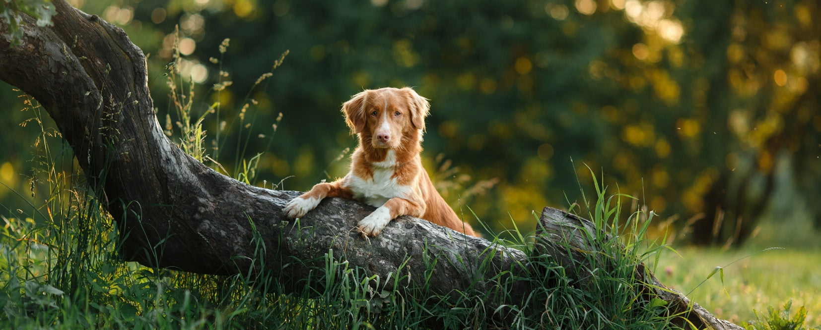 Red and white dog resting on a bent tree trunk in a green grassy park with blurred sunlight background
