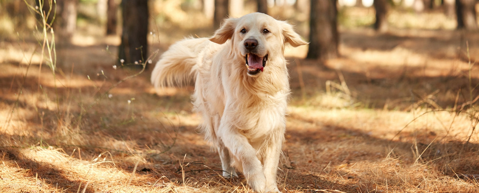 Golden retriever dog running happy in sunlit forest with autumn leaves