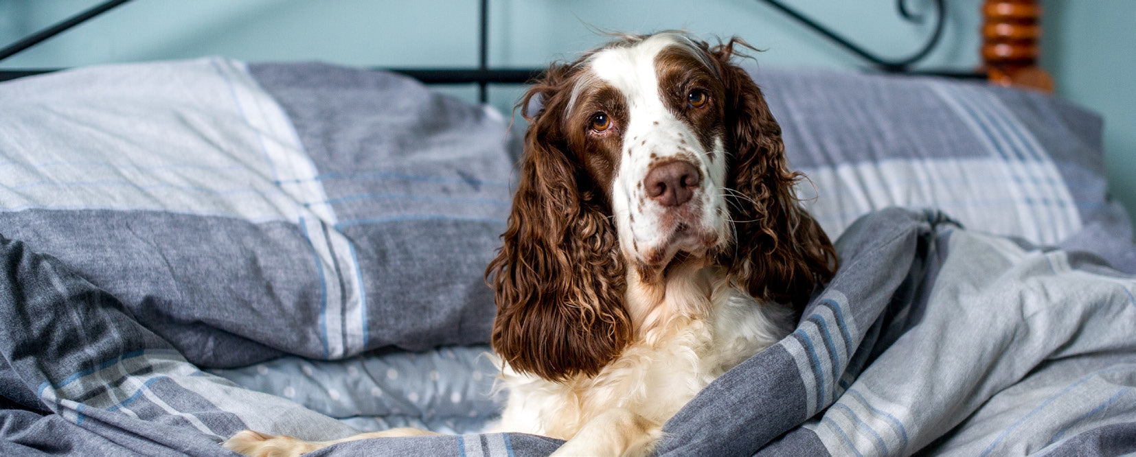 Brown and white spaniel dog lying on a bed with gray and blue striped bedding