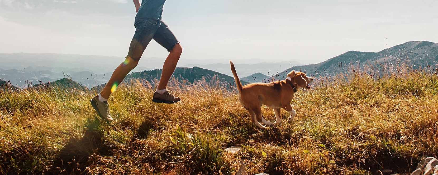 Man running with a beagle dog on a sunny mountain trail with grassy terrain