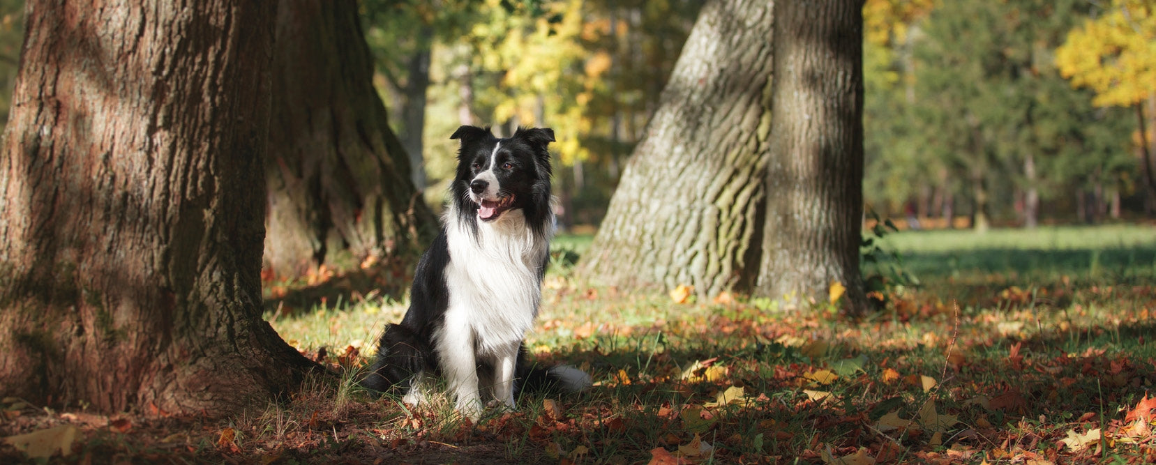 Black and white Border Collie sitting on grass surrounded by autumn leaves and large tree trunks