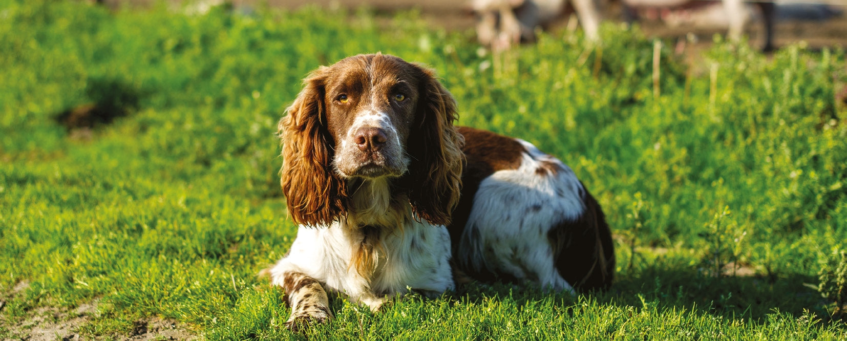 Brown and white English Springer Spaniel dog lying on green grass in sunny outdoor setting