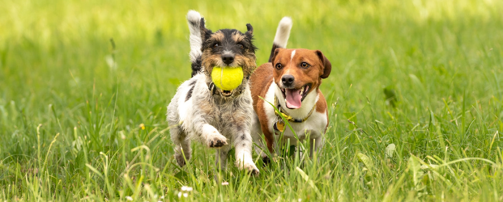 Two happy dogs running in green grass, one carrying a yellow tennis ball