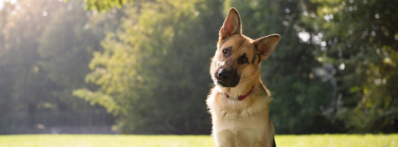 German Shepherd dog with red collar sitting on grass with forest background in sunlight