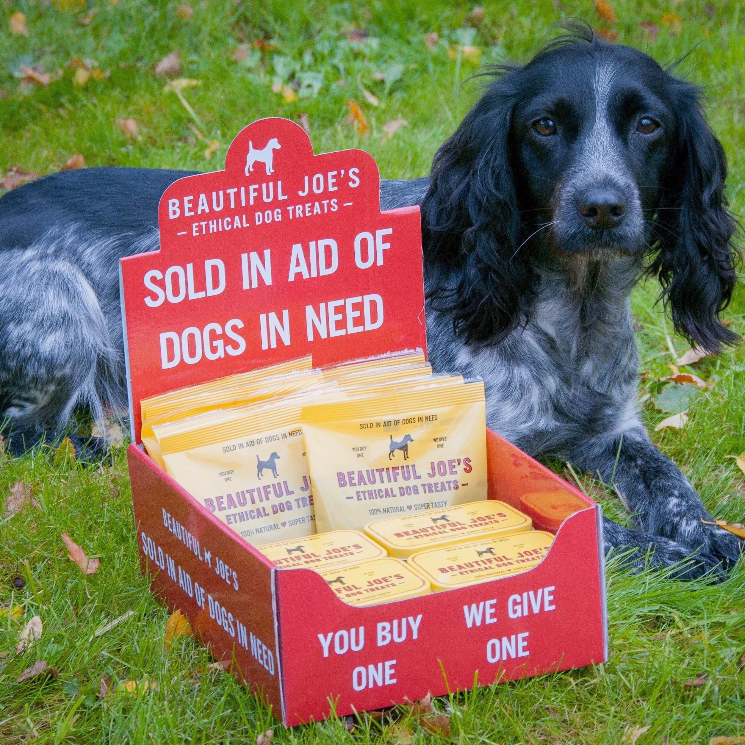 Black and white dog next to a red display box of Beautiful Joe's ethical dog treats on grass