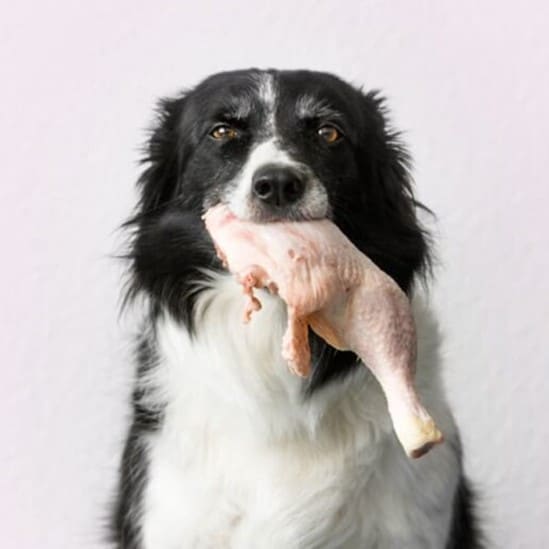Black and white dog holding a raw chicken leg in its mouth against a plain background