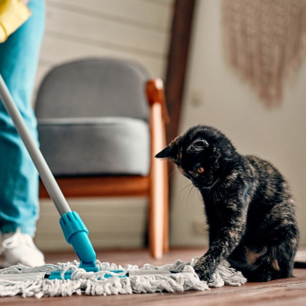 Black tortoiseshell cat playing with mop on wooden floor in cozy living room