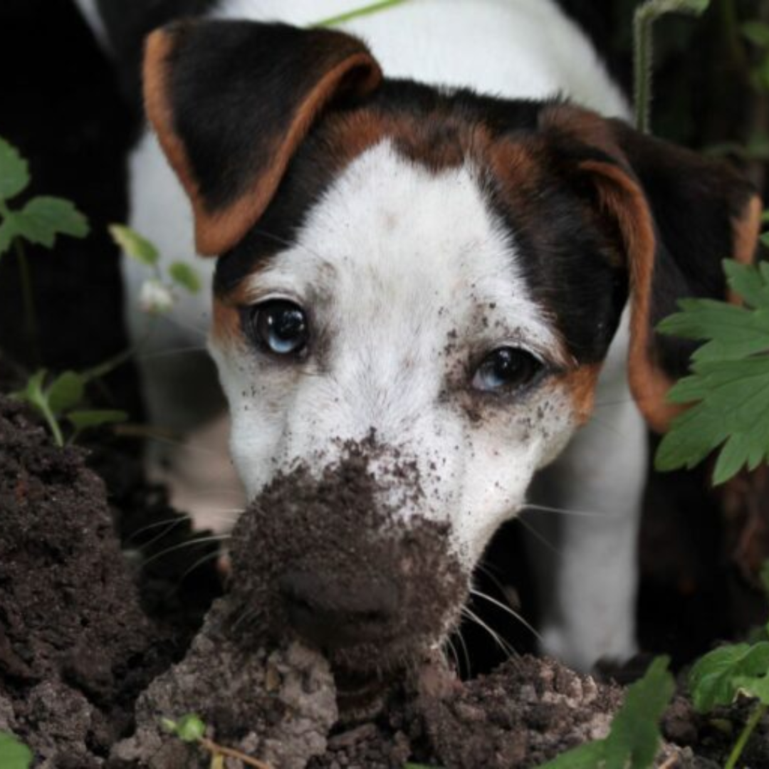 Curious Jack Russell puppy digging in garden soil with dirt on nose and green leaves around