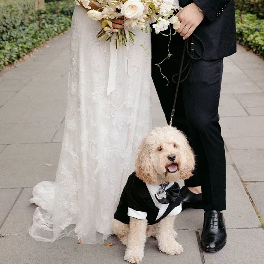 Curly dog in a black tuxedo sitting beside bride and groom on stone path with wedding bouquet