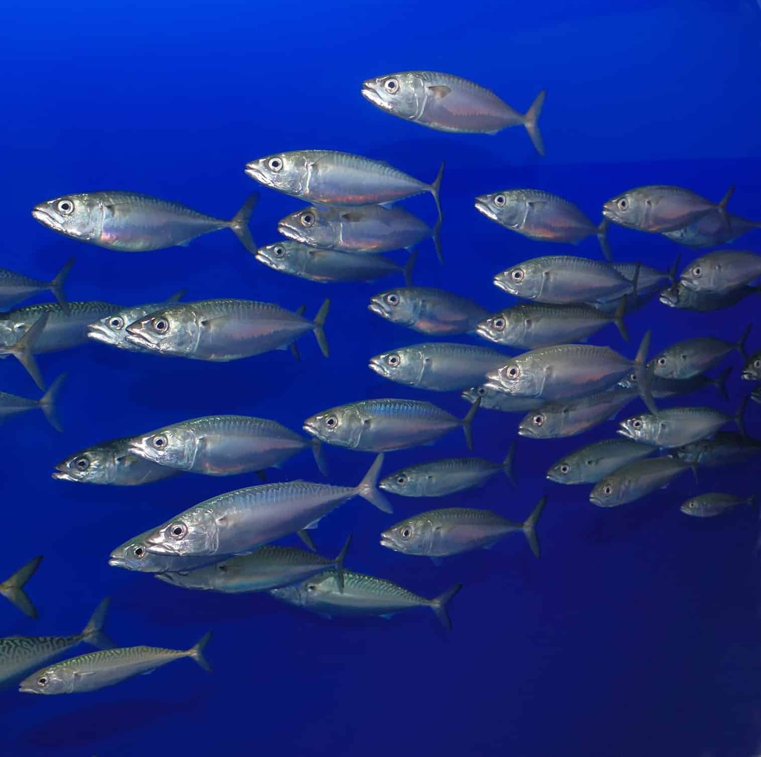 School of silver mackerel fish swimming in deep blue ocean water