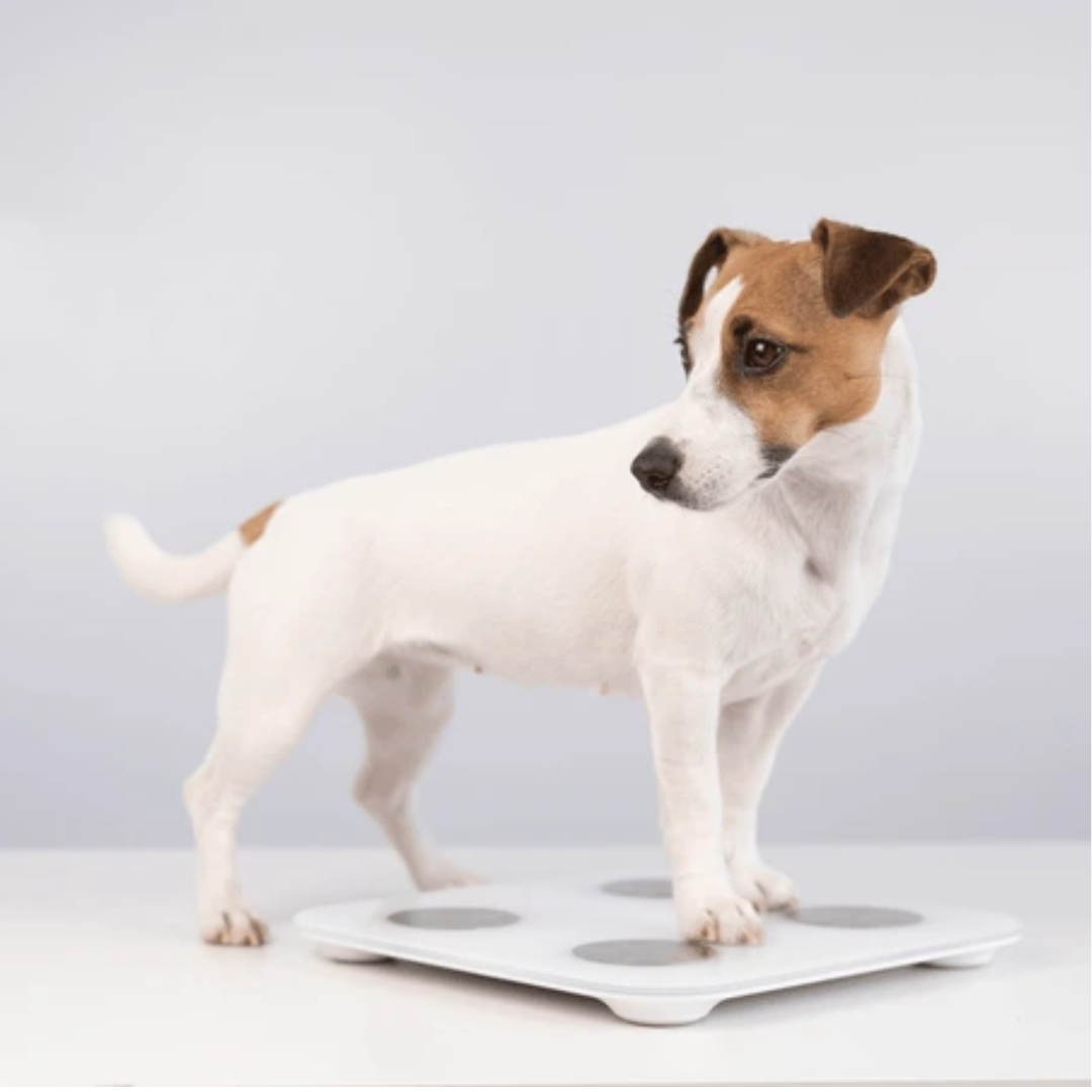 Jack Russell dog standing on a digital weighing scale on a white surface