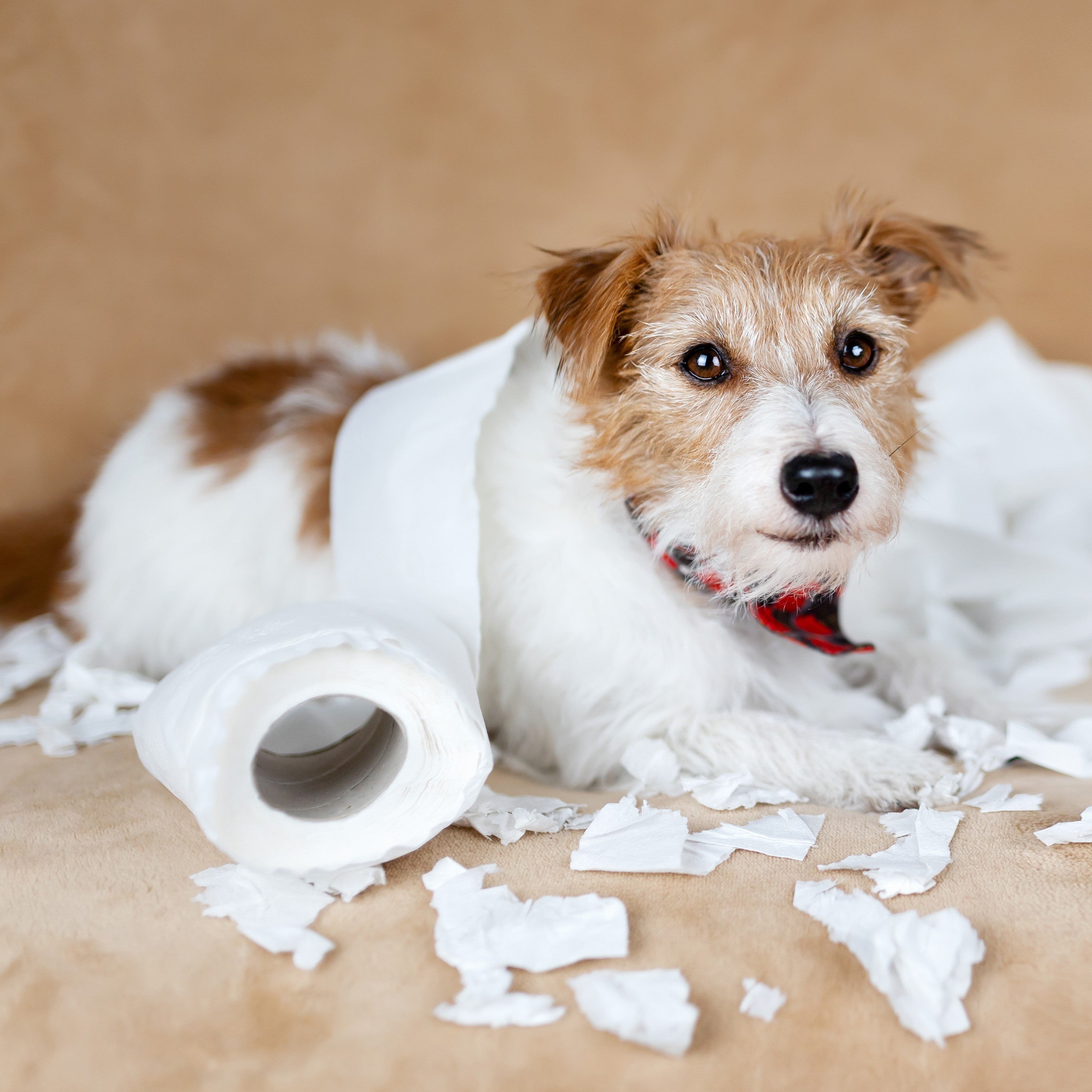 Britain’s Naughtiest Dog Competition