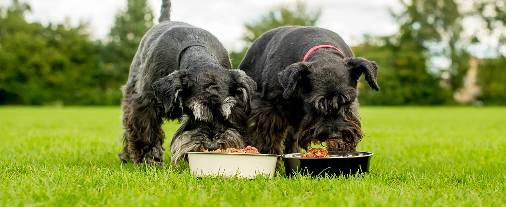 Two black schnauzer dogs eating from food bowls on green grass outdoors