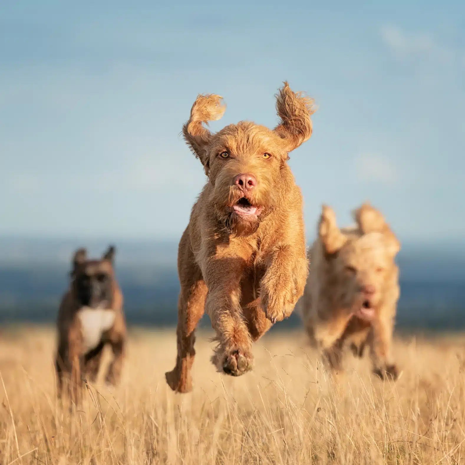 Three dogs running energetically through a dry grassy field under a clear sky