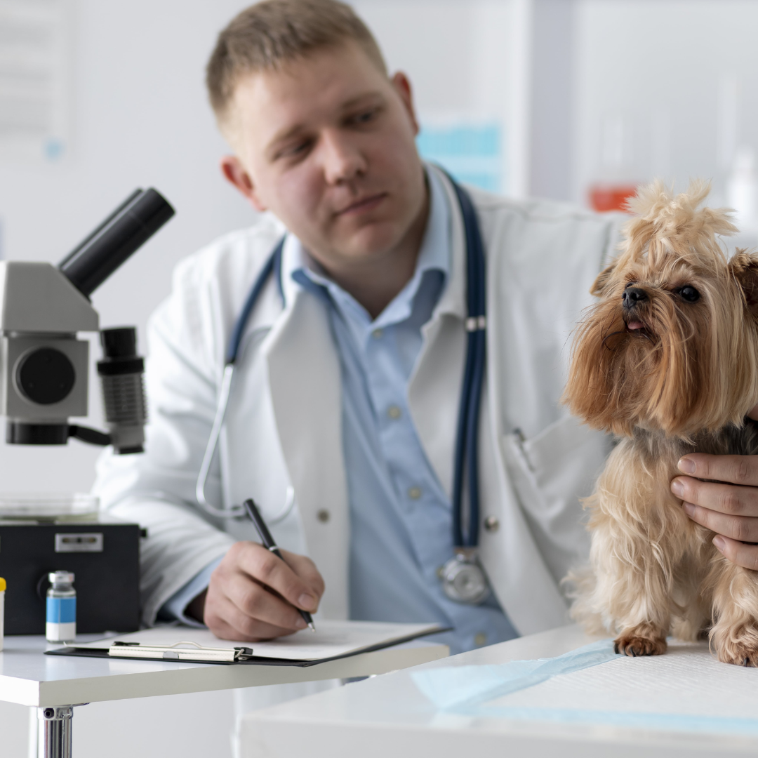 Veterinarian in lab coat examining Yorkshire Terrier dog with stethoscope and microscope in clinic