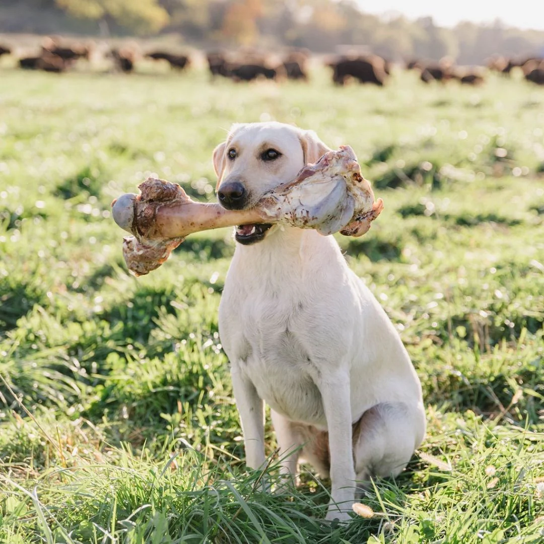 Labrador dog sitting in a green field holding a large bone in its mouth on a sunny day