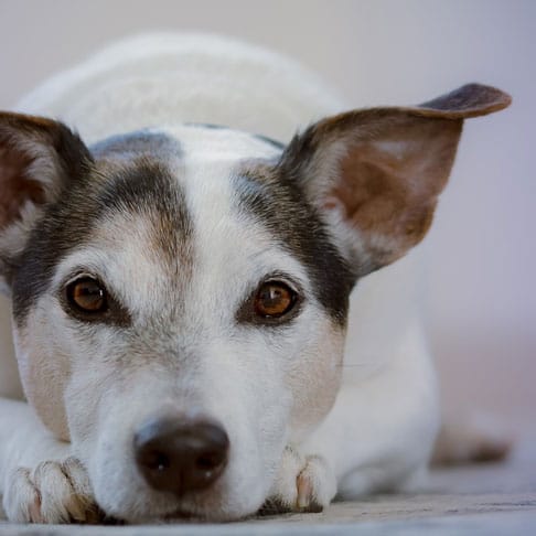 Close-up of a white and brown dog lying down with attentive eyes and ears raised