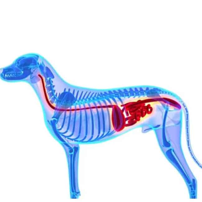 Blue x-ray of a dog showing skeletal system and highlighted red digestive tract anatomy