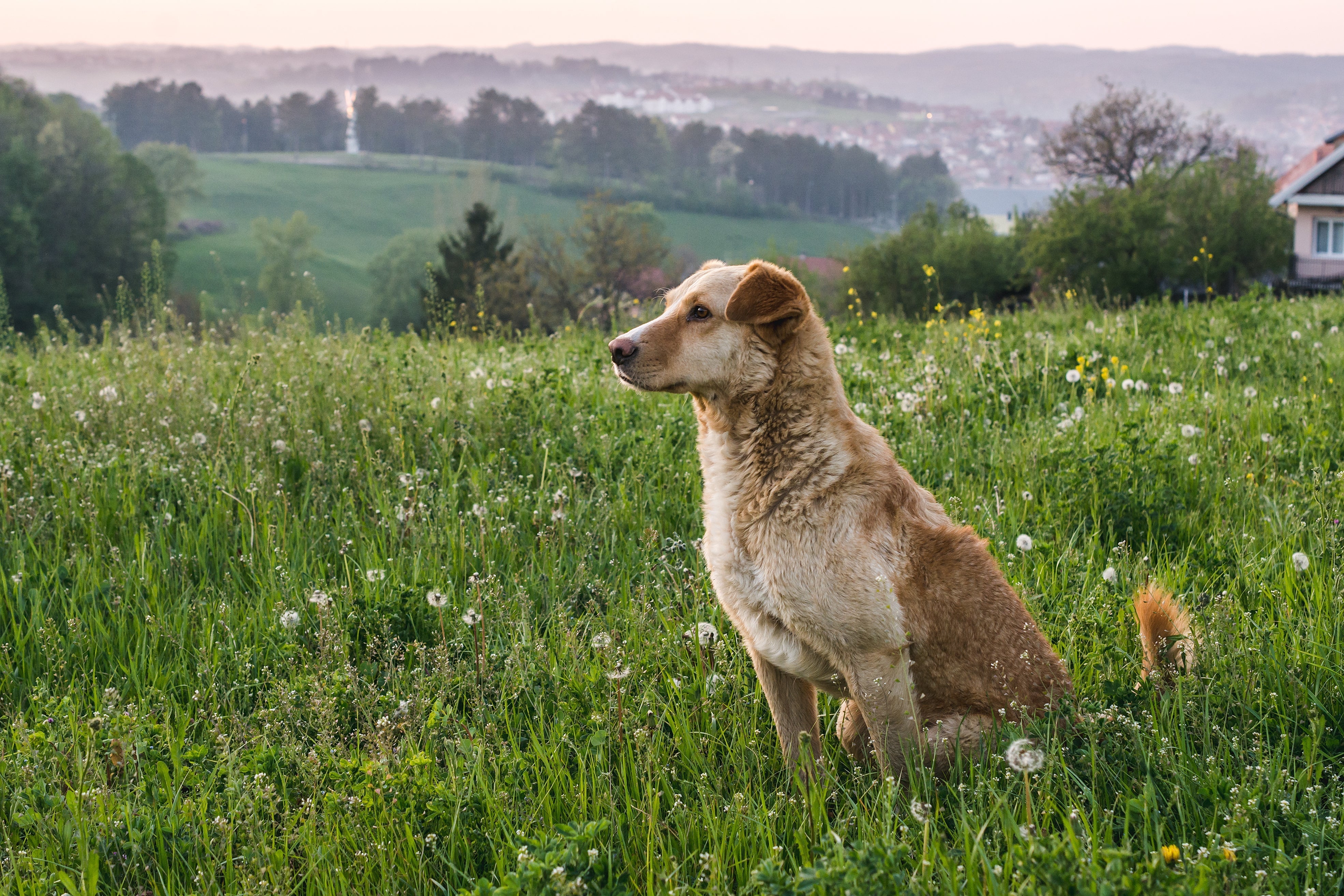 Brown dog sitting in a green meadow with wildflowers, trees, and hills in the background