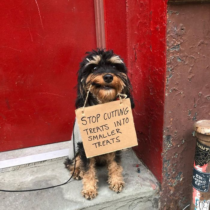 Small black and tan dog sitting by red wall wearing sign that reads stop cutting treats into smaller treats