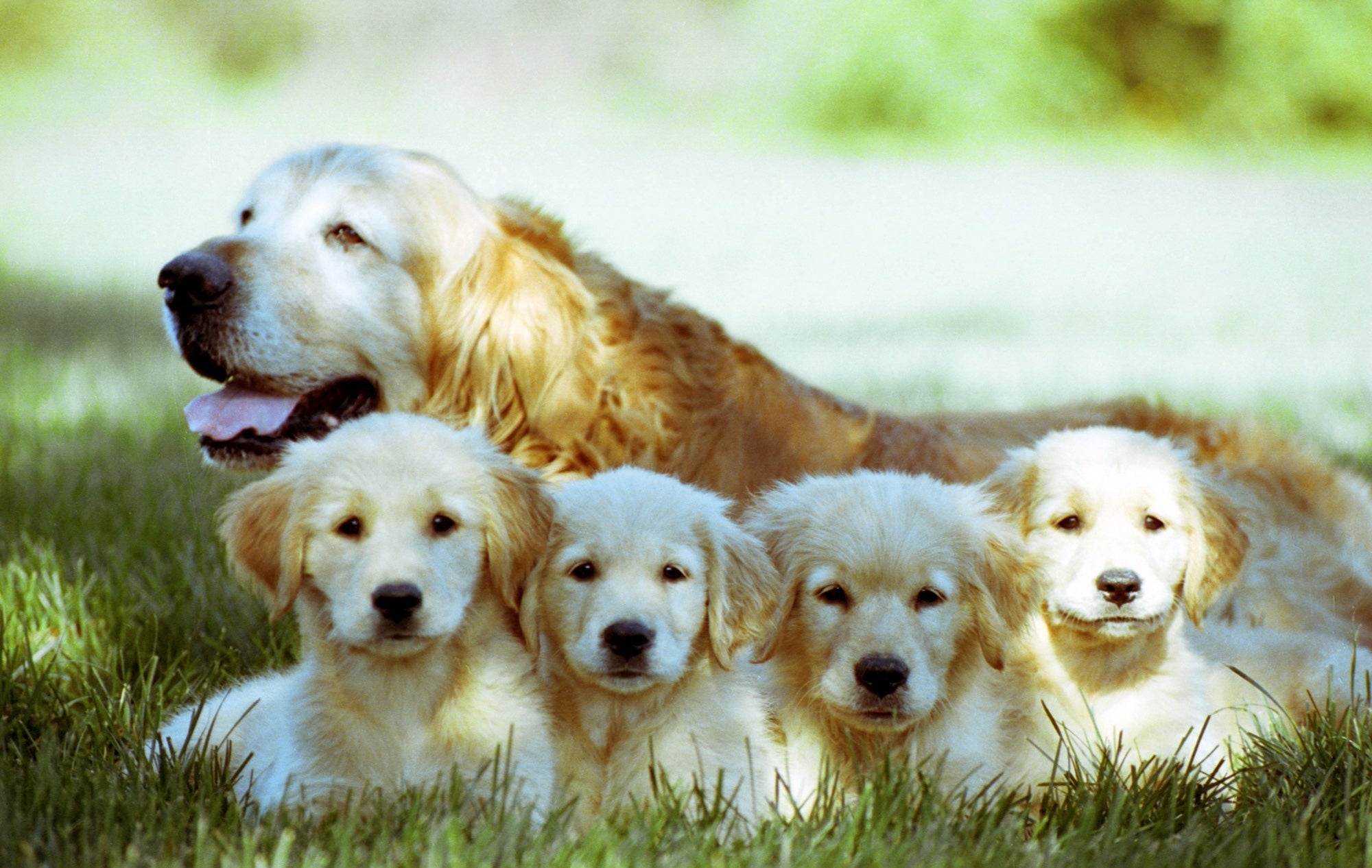 Golden retriever dog resting on grass with four golden retriever puppies in shallow focus