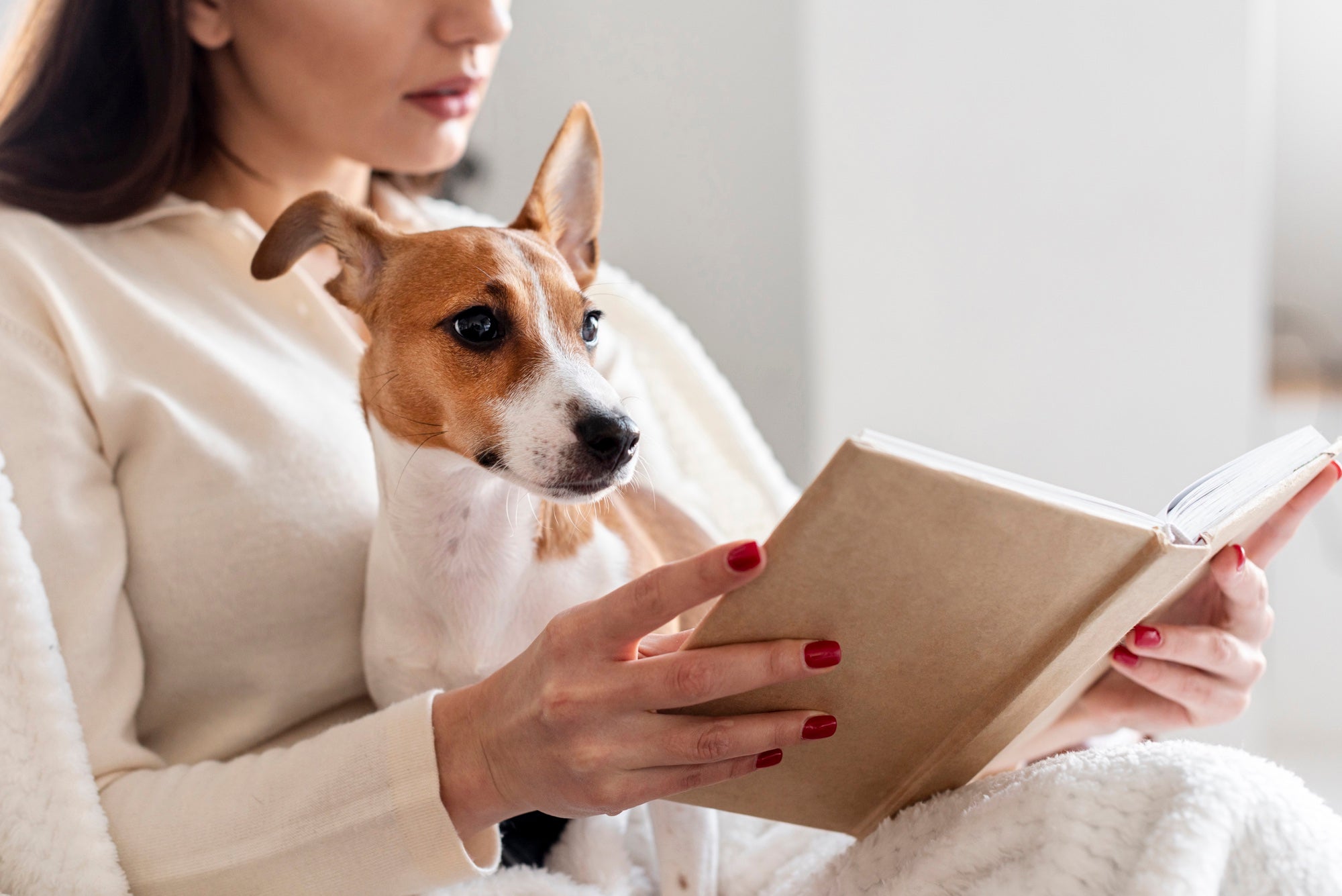 Woman with red nail polish reading book while holding small brown and white dog indoors