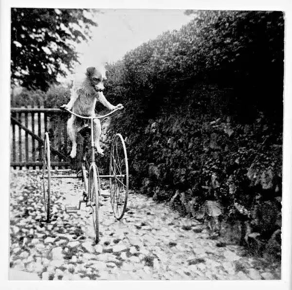 Black and white photo of a small dog riding a vintage tricycle on a cobblestone path with a wooden gate and hedge in background