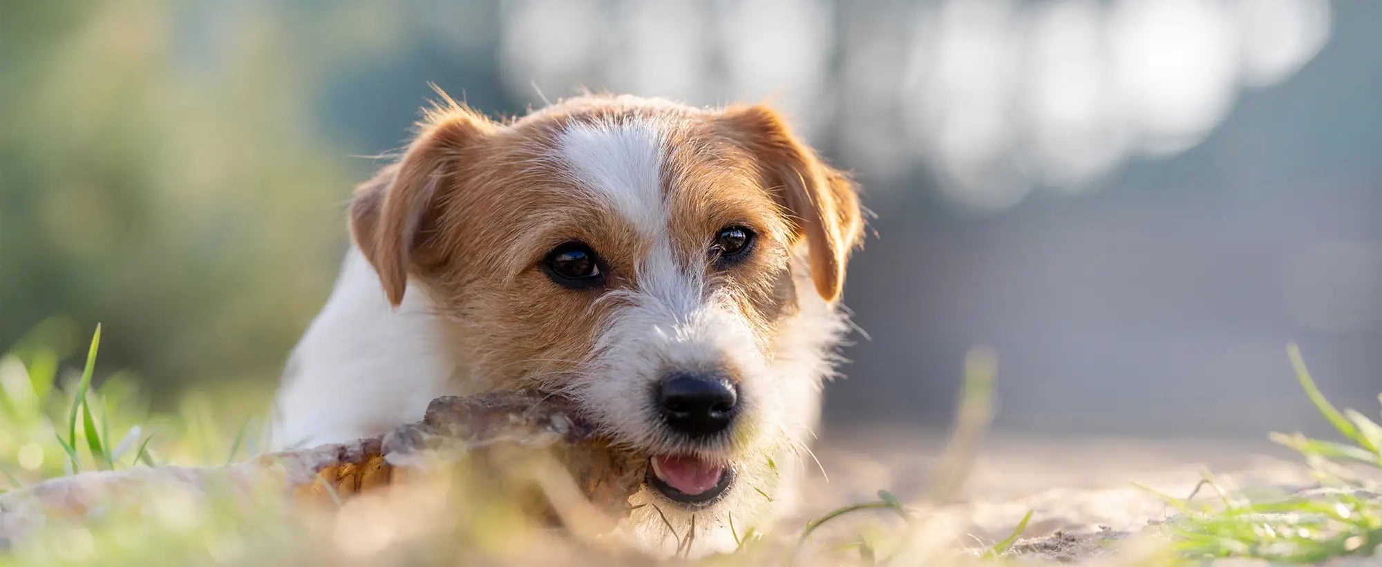 Close-up of a brown and white dog chewing a bone outdoors on grass with blurred background