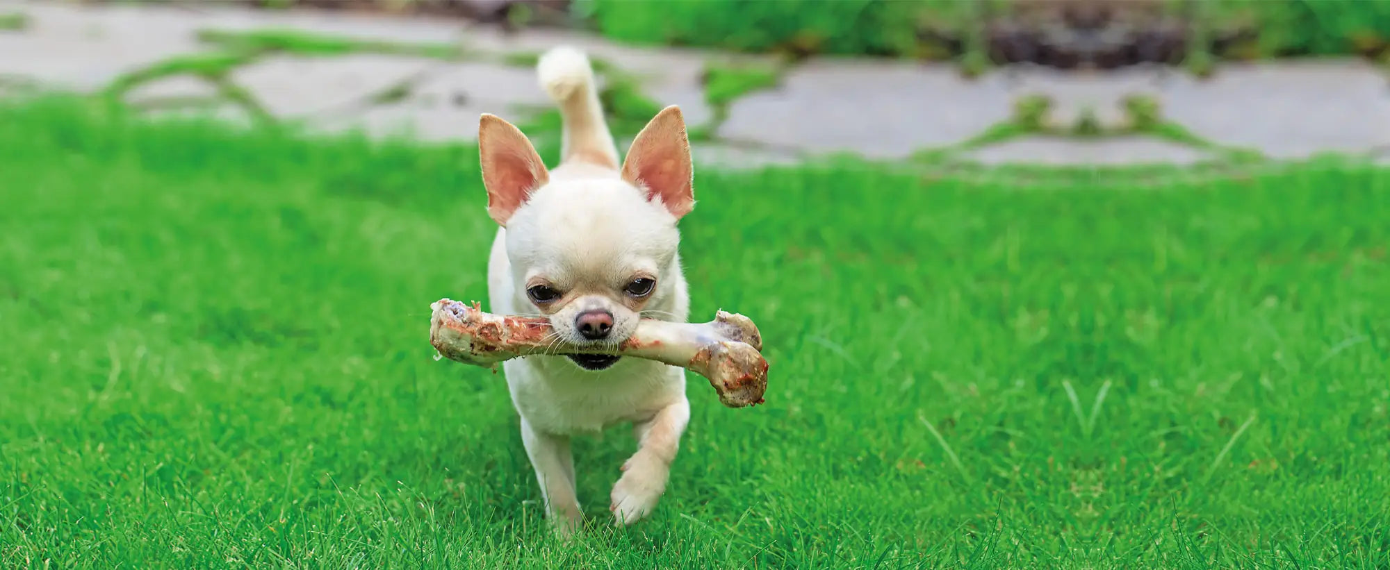 Small light tan Chihuahua dog running on green grass with a large bone in its mouth
