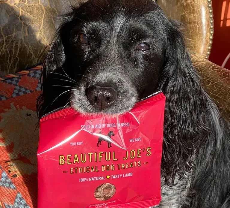 Black dog holding red packet of Beautiful Joe's ethical dog treats with tasty lamb flavor