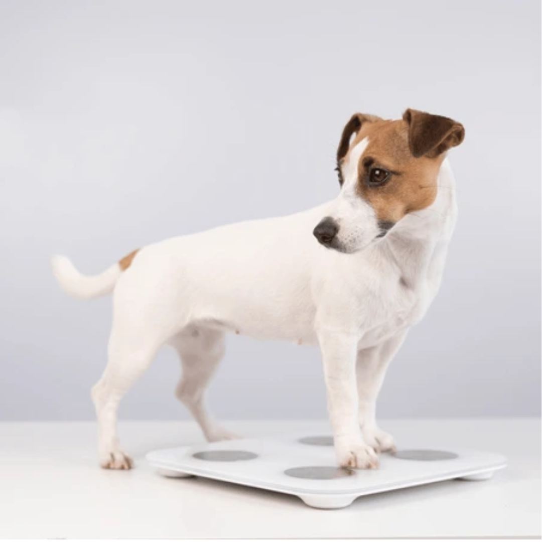 The Honey’s Weight Loss Plan – The Alternative Dog